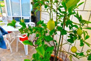 Apartment Ljubica Dubrovnik Center