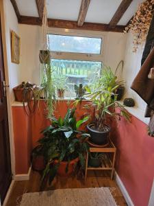 Cheerful, bright, cosy period cottage with hot tub