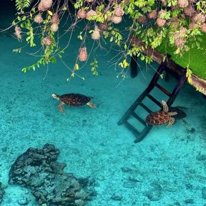 Zanzibar Covert Tour