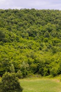 Lalzit Hills Apartments