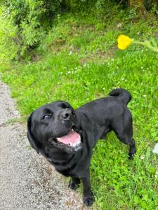 Skadar lake Apartments Pajovic