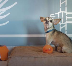 Casa YON pet friendly, Netflix,free parking, factura, high speed wifi, Amazon Prime