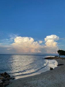 Las Margaritas Frente al Mar 2
