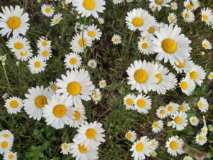 Maisons de vacances Well-equipped mobile home with garden in Normandy : photos des chambres