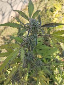 Muangkham Peaceandlove Farm