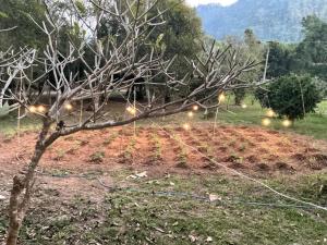 Muangkham Peaceandlove Farm