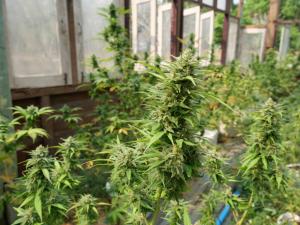 Muangkham Peaceandlove Farm