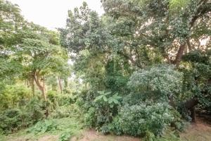 FOREST Nest with Self-Service Breakfast - Birds, Monkeys, Pet Friendly with a Fee