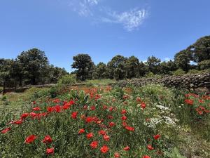 V.V. Verde Amanecer 2