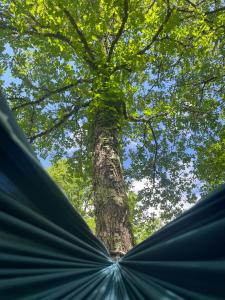 Campings Ti-Nid, cabane chaleureuse plongee dans la nature : photos des chambres
