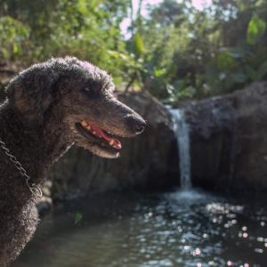 PITI Nest Self-Service Home in Rainforest Nest - Wi-fi, Monkeys, Bats, Pet Friendly with a Fee