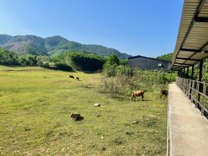 Nguyen Shack Retreat Resort