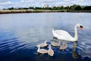 Stylish Poole townhouse