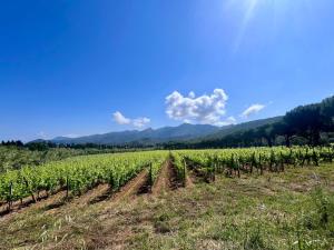 Casetta di Davide - Elba Affitti