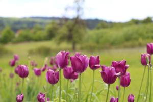 Apartamenty w sadzie