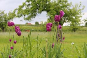 Apartamenty w sadzie