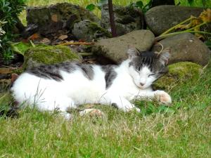 B&B / Chambres d'hotes Chambres d'hotes Idiartekoborda : photos des chambres