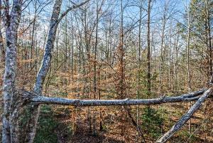 Dancing Bear Hideaway by Venture Smoky Mountains