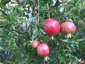 Maisons d'hotes Le jardin secret de Laura : photos des chambres