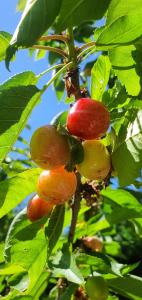 Maisons de vacances Hello Disneyland Paris : Maison de Ville 3 Chambres