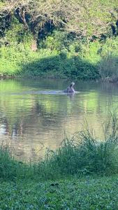 Hippo Waterfront Lodge