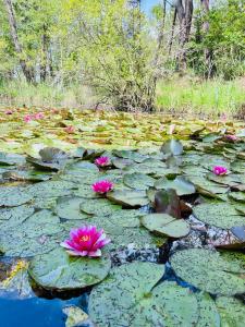 Chalets Jolie maison au coeur de la Marina Talaris Lacanau : photos des chambres