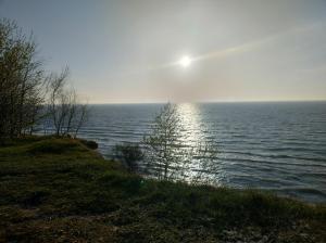 Róża Wiatrów Leśny Klif 2