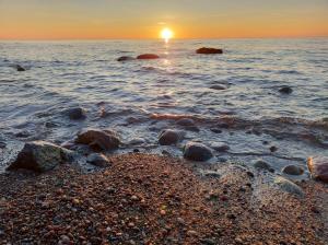 Róża Wiatrów Leśny Klif 2