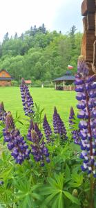 Domki z bali Ciche Marzenie