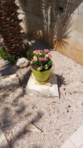 Apartments Lavanda Vodice