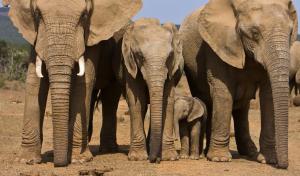 Ashridge Guesthouse & Safaris