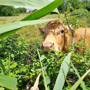 Maisons de vacances NidBleu17 maison neuve 6 personnes Ocean et campagne : photos des chambres