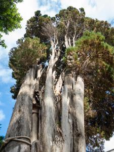 MARE TROPEA - A Jungle Retreat