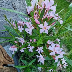 Bed&Breakfast La Sctalèta