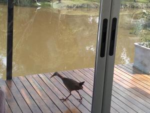 Casa Flotante Nenufar