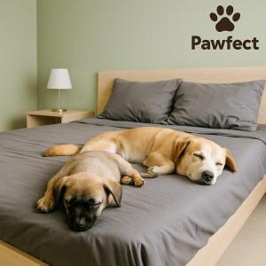 Pawfect Dining & Stay Pet Friendly Hotel in Da Lat