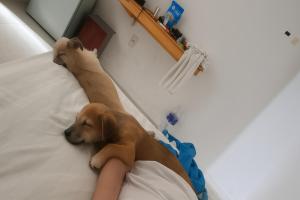 Pawfect Dining & Stay Pet Friendly Hotel in Da Lat