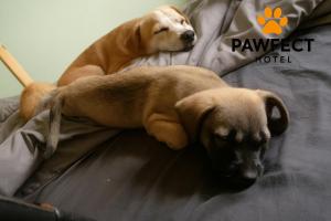 Pawfect Dining & Stay Pet Friendly Hotel in Da Lat