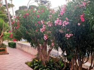 Pansion Belvedere - Two Bedroom Apartment with Terrace Oliva