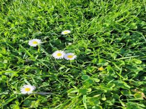 Villas Villa in Montauroux with Pool & Near Forest : photos des chambres