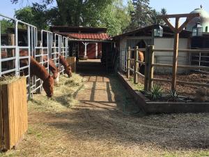 Campings Blue Grass Ranch - MobilHome Cactus : photos des chambres