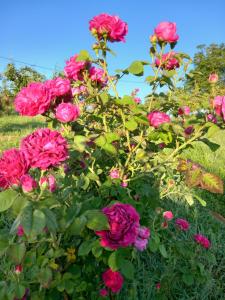 OPG Rose Hip Hill ekološko imanje