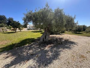 Tenuta Fico dIndia - Casa Aliva