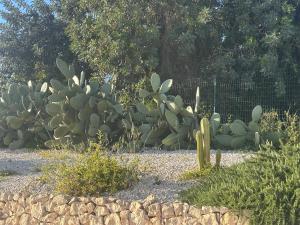 Tenuta Fico dIndia - Casa Aliva