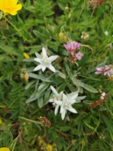 Maisons de vacances Chalet familial Vars : photos des chambres