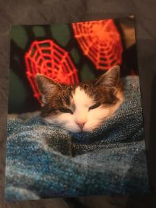 Apartament z kotem - 3hvězdičkové hotely ve městě Bílsko-Bělá