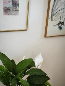 Art Apartment Sole