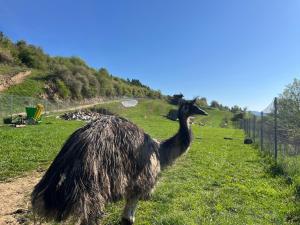 Chata Dorotka na sosne