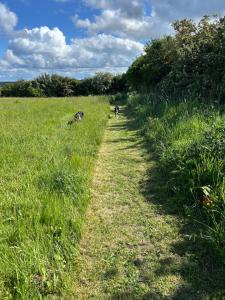 Shepherds hut in 7 acre field