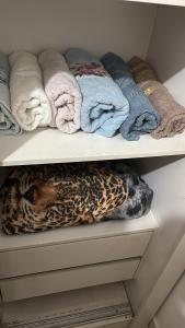 Casa 3 minutos do Jardim Zoológico e Expo São Paulo